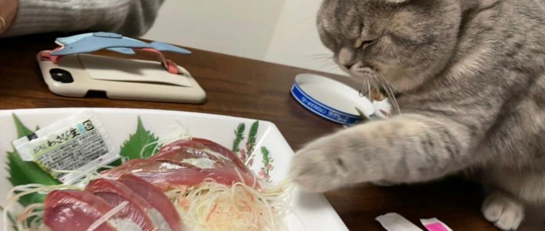 馋猫掩耳盗铃，眯眼偷肉：只要我闭着眼，铲屎官就看不到...