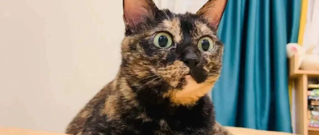 鲜少有人欣赏的玳瑁，竟然是最爱贴贴的猫咪，被封猫德表率？！