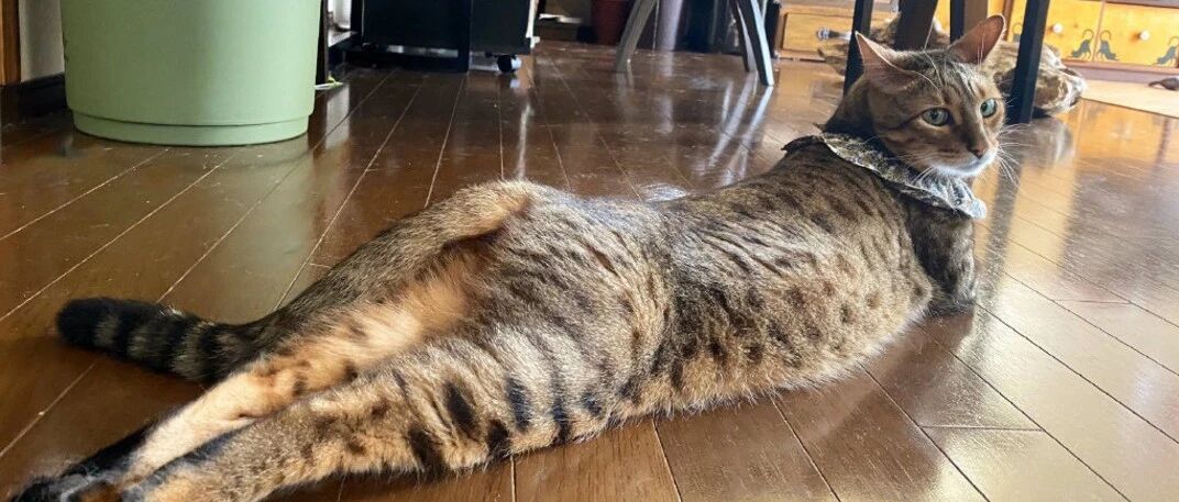 别废话了，直接斗猫片吧......