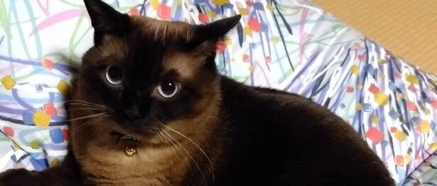 暹罗猫，真是颜值风险最大的猫啊