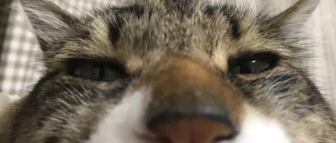 “我养的明明是猫，可为什么越来越像考拉了？”