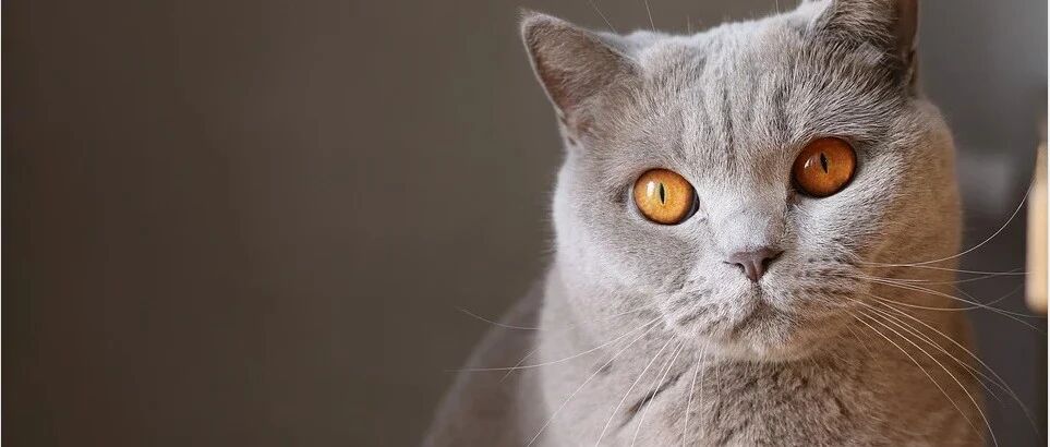 双十一专属福利|分享一个小白也能副业月入2万有趣又高薪的心理兼职！