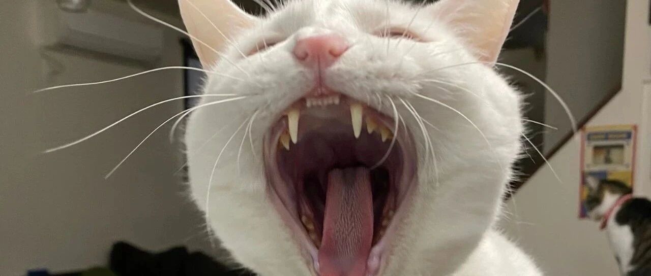 猫咪想搞偷袭，结果却把自己送走了……