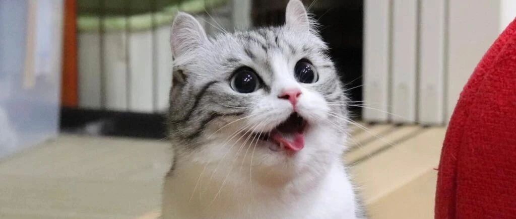 怎么证明自己是一个优秀的铲屎官？一张图就行了！