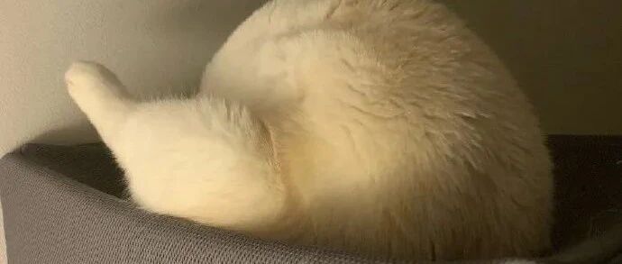 猫咪的大腿有多美？第一只我就馋了...