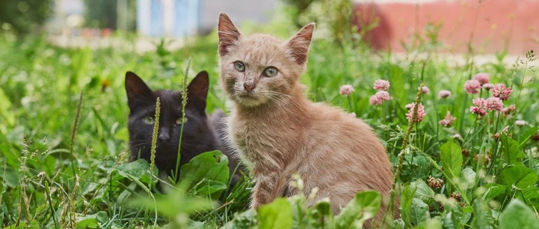 耳朵拥有小缺口的小猫咪，有话要对你们说……