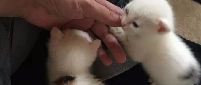 捡到2只小流浪猫，长大后的花纹太神奇啦！