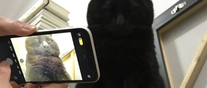 为了看清黑猫五官调高曝光，照片出来后……哈哈哈哈还是黑着吧！