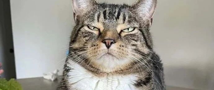 谁懂？养猫多年后我终于明白什么叫做“喵心险恶”……