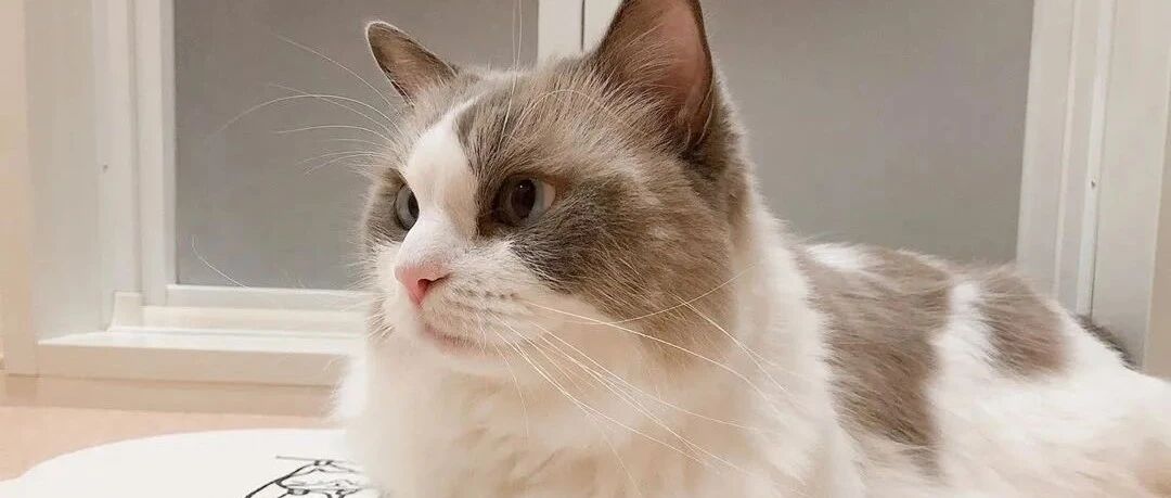 猫咪高空砸晕老人，家属索赔15万遭拒...