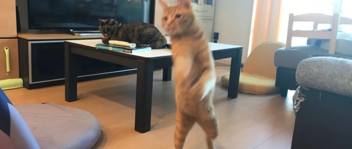 猫：这日子没法过了，我要离家出走！