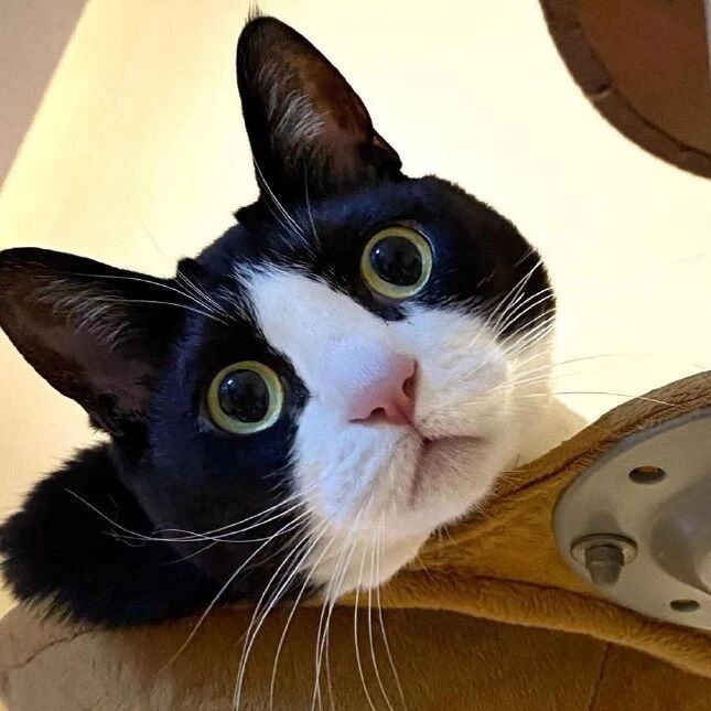 这只猫好看是好看，就是越长越蠢了