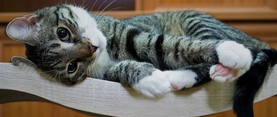 当一直云吸猫的人，终于养了猫后……