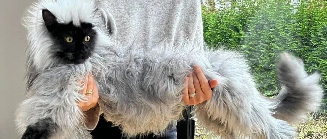 “你家猴长得好帅啊”铲屎官：这是我养的缅因猫！