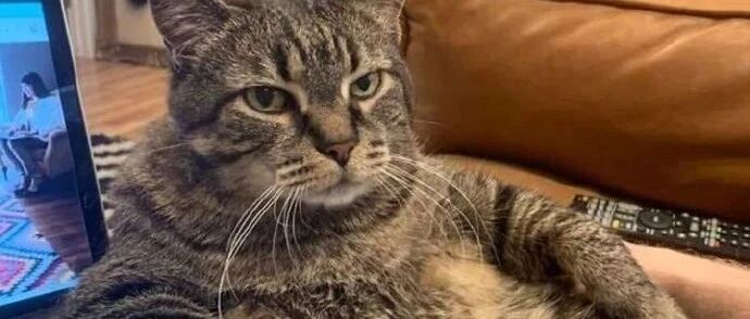 猫咪全身上下都是坏心眼！不信你看这20只猫