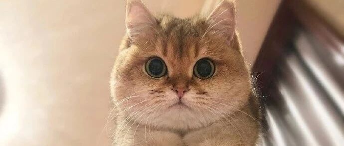 小猫咪能有什么坏心眼呢，它们只是......