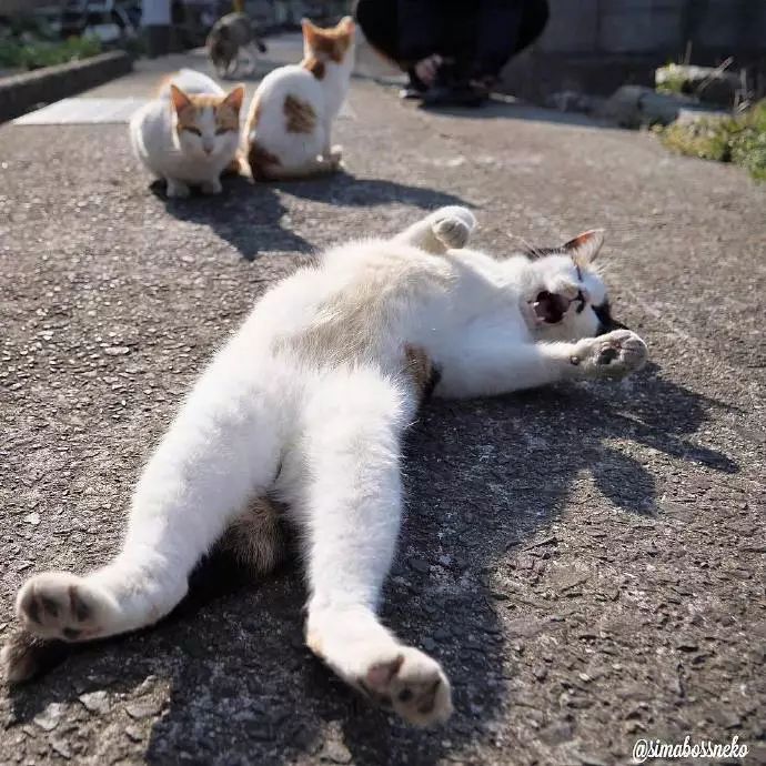 看看貓島上的貓咪們，午後悠閒的時光是怎麼過的 未分類 第5張