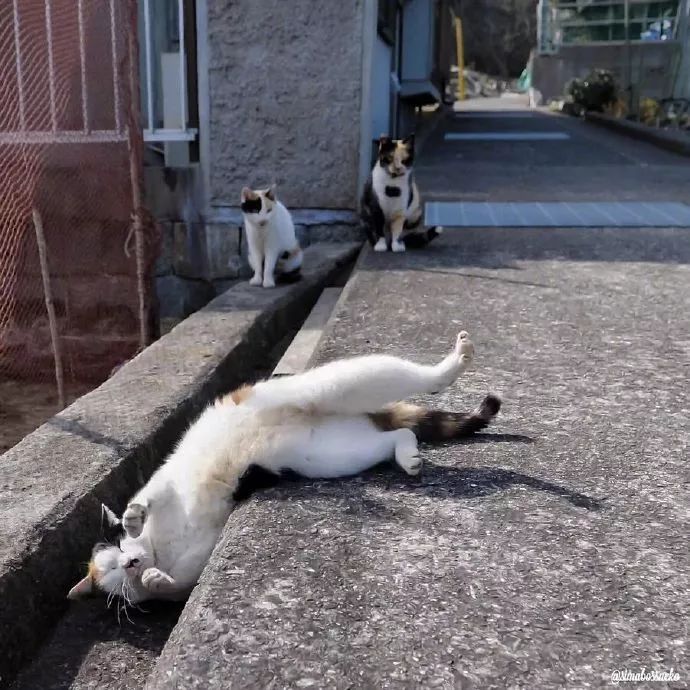 看看貓島上的貓咪們，午後悠閒的時光是怎麼過的 寵物 第8張