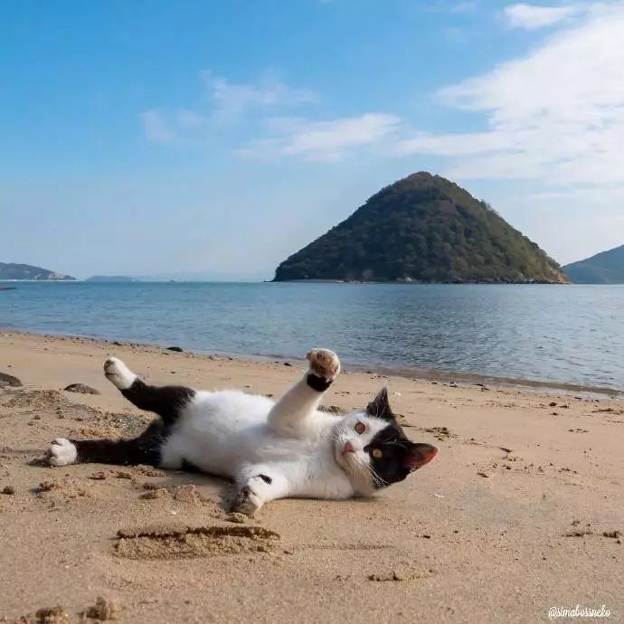 看看貓島上的貓咪們，午後悠閒的時光是怎麼過的 未分類 第4張