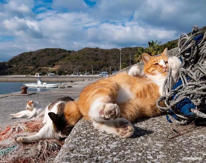 看看貓島上的貓咪們，午後悠閒的時光是怎麼過的 未分類 第1張