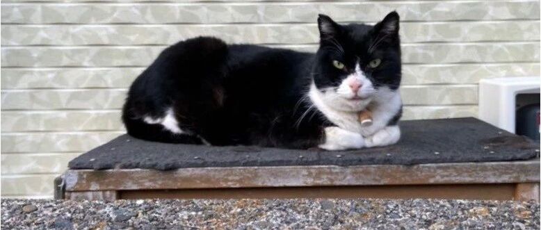 看图找猫猫很难吗？不就是瞎了一双眼嘛...