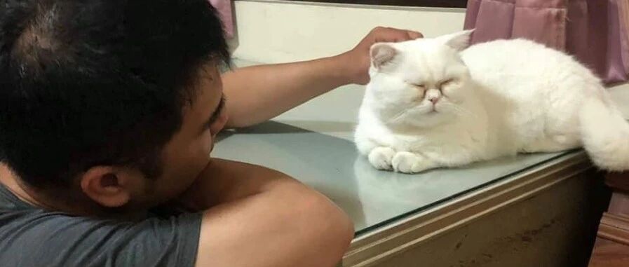 把家里的猫发给朋友看，朋友：你养了一只叉烧包吗？