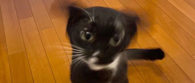 一进屋看到猫的睡姿，就知道这猫的腿废了，猫：我腿麻麻麻麻麻麻...