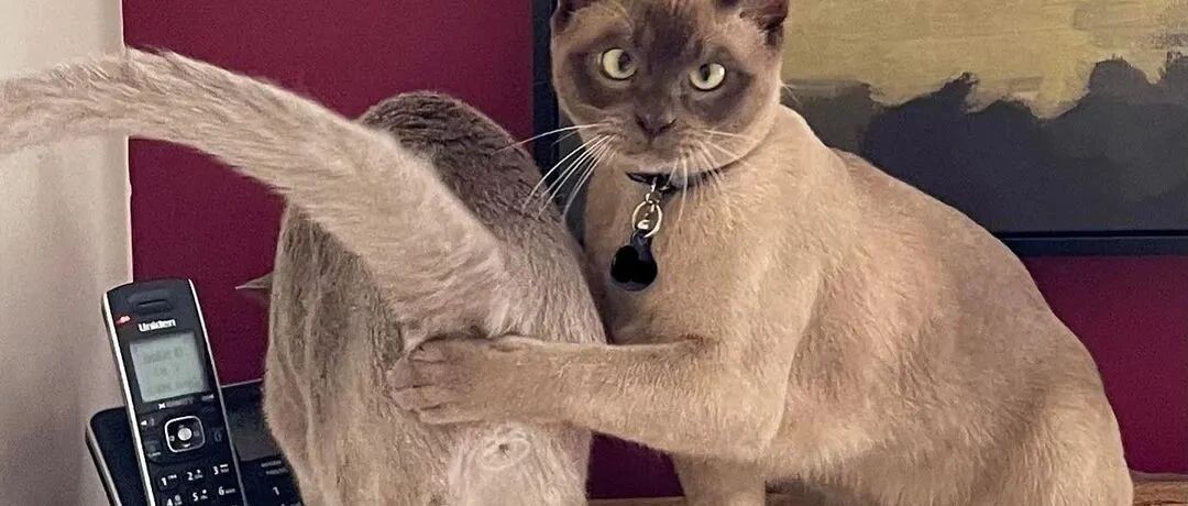 铲屎官正偷拍PP，猫咪手动打码：以下内容要付费哦~