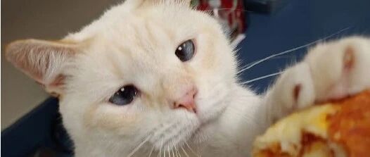 该如何委婉地告诉猫：它不能吃烧鸡...