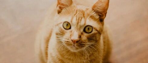 因为妈妈不让养猫，20岁的大学生就要跳楼轻生？