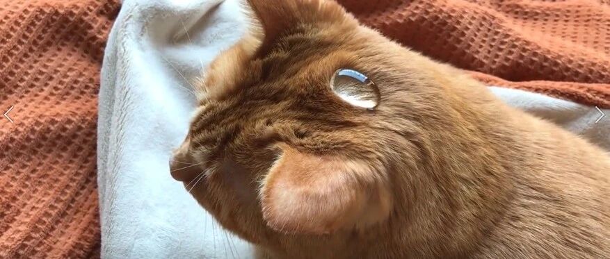 听说用猫毛能造出世界最小人工湖？还能养四条小金鱼呢！