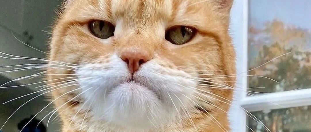 最伤害猫的喂养方法，别再错下去了！