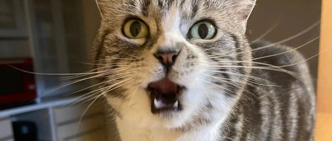 看完别人家铲屎官的炫酷技能，突然觉得自己不配养猫啦！