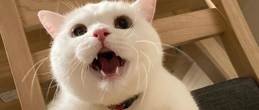 和猫拍照太难啦？教你几招，轻松解决！