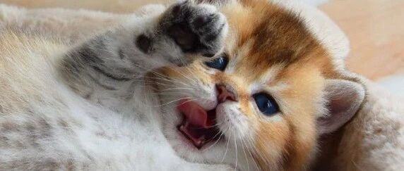 奶猫的杀伤力有多强？看到第一只人就晕过去了