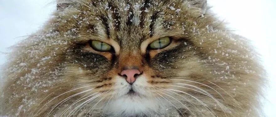 别躺了，这个点战斗民族的猫已经出门拉雪橇啦！！！