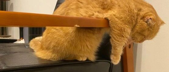 生活不易，猫猫叹气，做猫真是太累了...