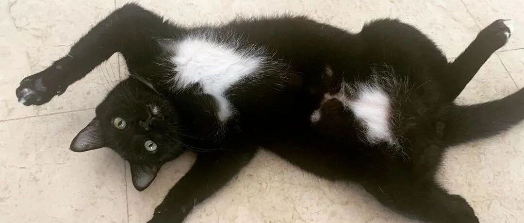 一只饿到皮包骨头的“骷髅猫”吓哭所有人，被领养后，帅哥你谁啊？