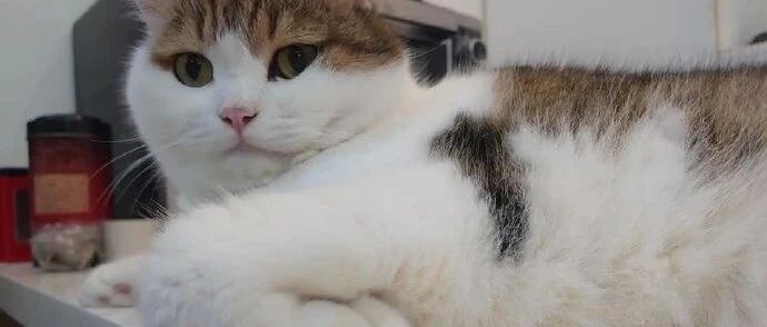 我打赌！你绝对想不到的猫咪妙用...