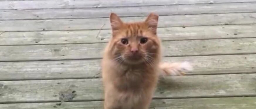 当原本不爱猫的小哥，遇到了一只极其不信任人类的流浪橘猫...