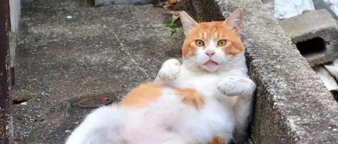 昨夜宿醉的猫一大早醒来就懵了：我是谁？我在哪儿？昨晚发生了什么？