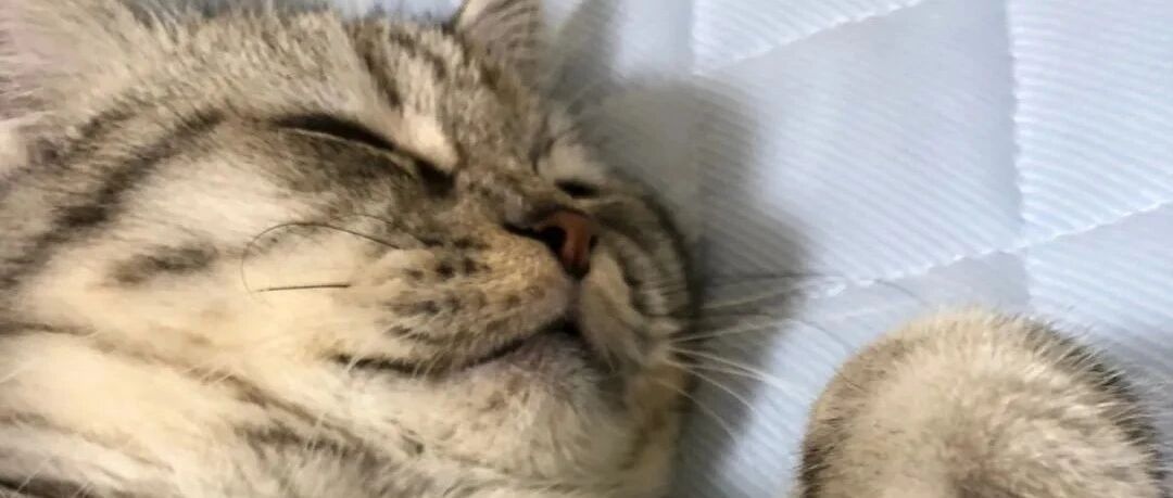 几块钱的臭屁弹，毒死了一只网红猫……