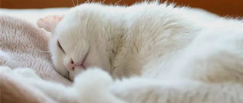 那只很长很长的猫，去世了