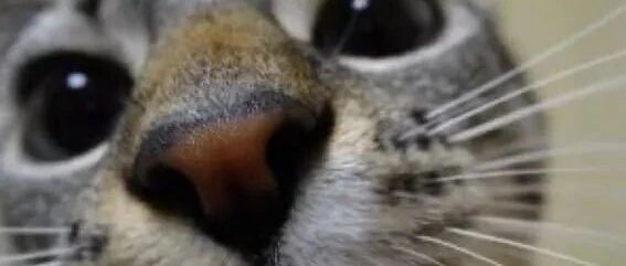 每天醒来一睁眼，又被床头的猫吓晕过去...