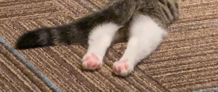 猫咪美不美，一定要看小腿...