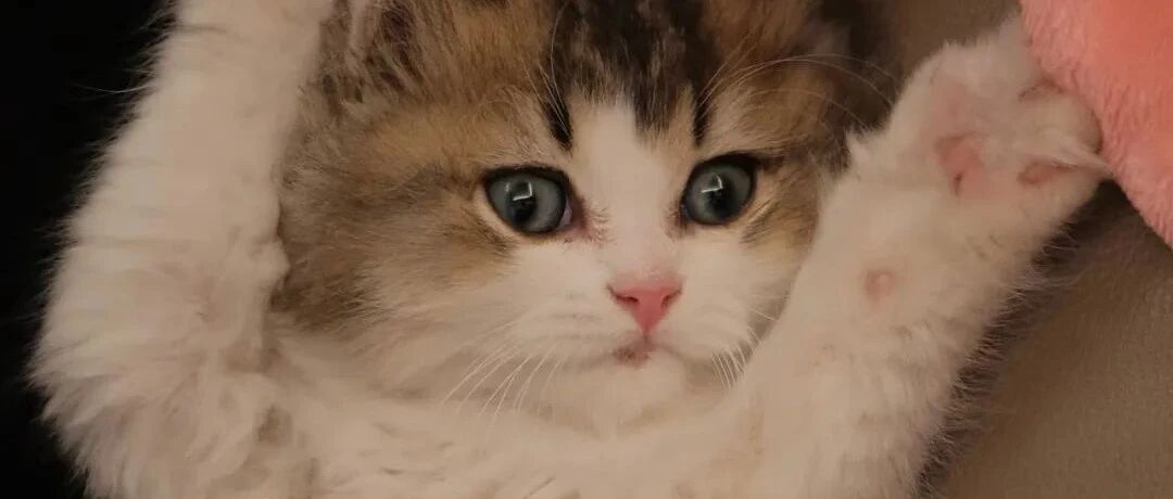 “今年最幸福的事：我们终于有猫啦！”