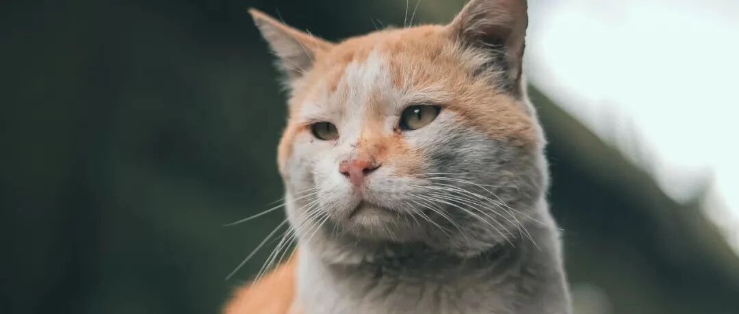 流浪猫怎么过年？今年冬天，有好心人已经悄悄准备好了年夜饭……