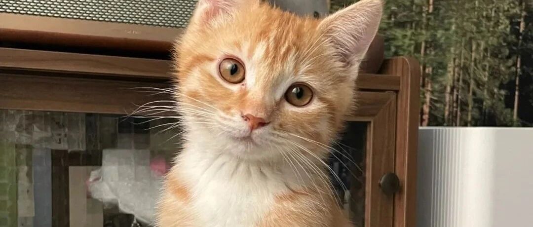 捡来的小橘逐渐狗化，竟然是因为……它确信自己是只狗！