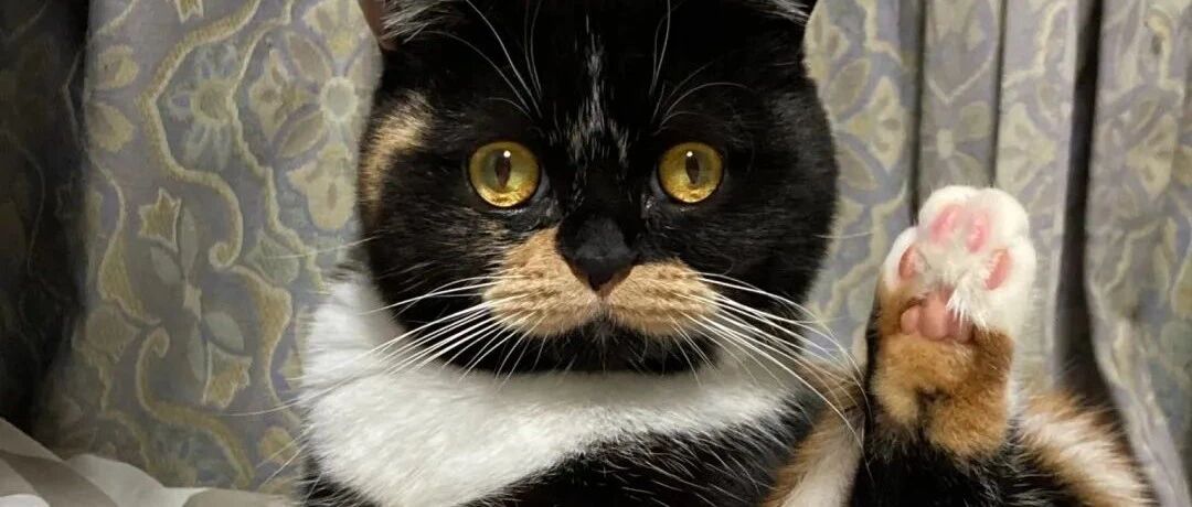 猫咪的OO长在脸上，这让孩子怎么好意思见人啊！！！