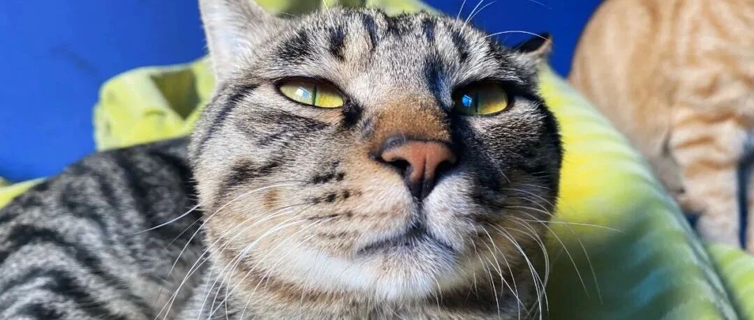 因为租房不敢养狸花猫？铲屎官一口气买下房子随便猫咪霍霍！